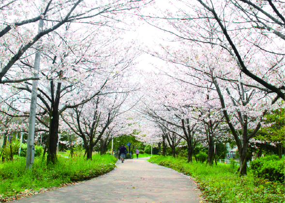 大野川緑陰道路