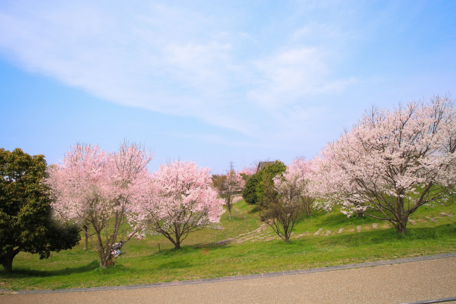 深北緑地（大東市）