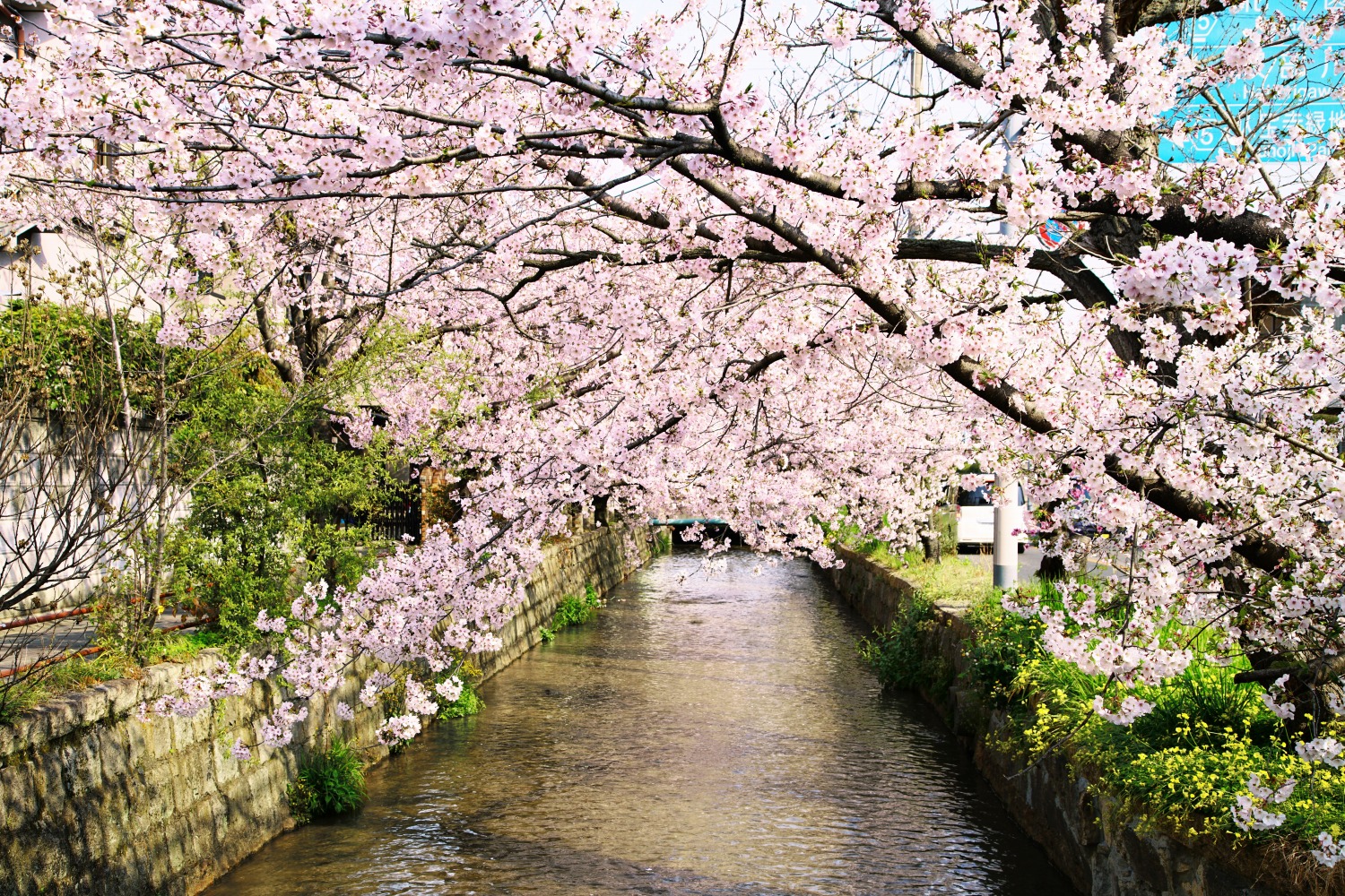 玉串川桜並木（八尾市）