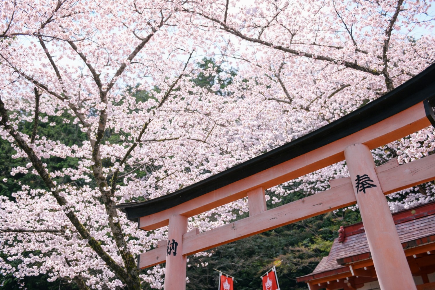 若山神社（三島郡島本町）