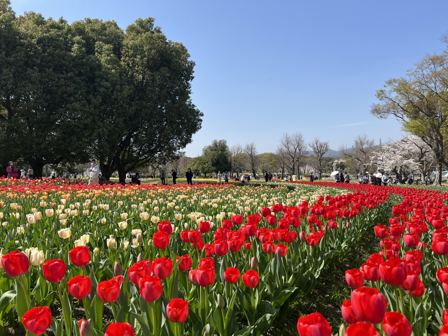 万博記念公園（吹田市）
