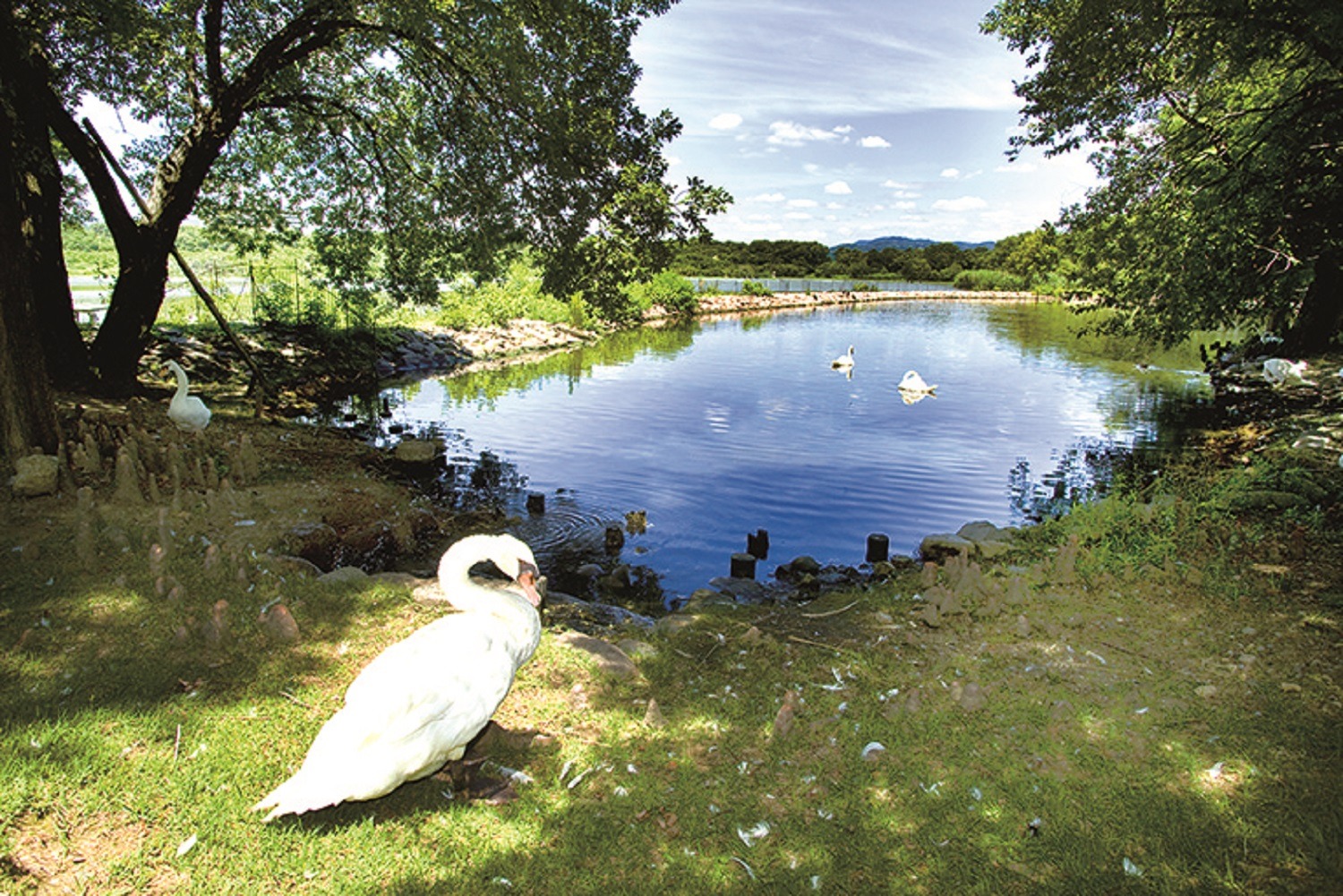 昆陽池公園（伊丹市）"