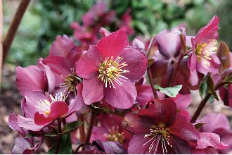 クリスマスローズ