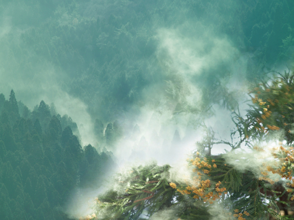 花粉、約99%除去！24時間空気がキレイな炭の家〔家づくり〕