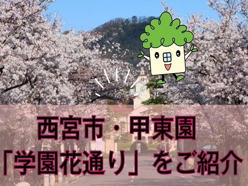 【西宮市】春には桜が美しい！文教薫る「学園花通り」をご紹介〔周辺環境〕